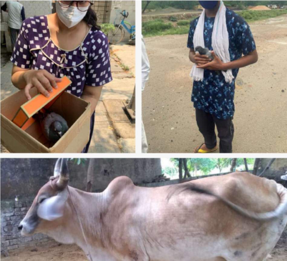 Rescued cow at shelter